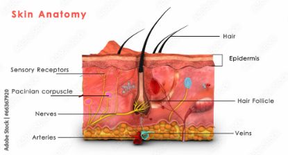 Picture of Histology of the Cell and Skin 